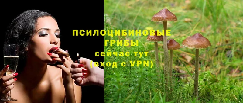 кракен   как найти закладки  Майский  Галлюциногенные грибы Magic Shrooms 